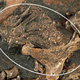 Image for article titled Incredible Fossil of an Ancient Horse Still Contains Its Unborn Foal